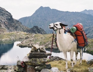 Senderismo con llamas